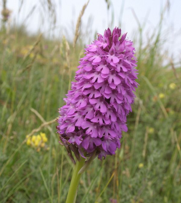 Once mature the flowers of Anacamptis pyramidalis become oval