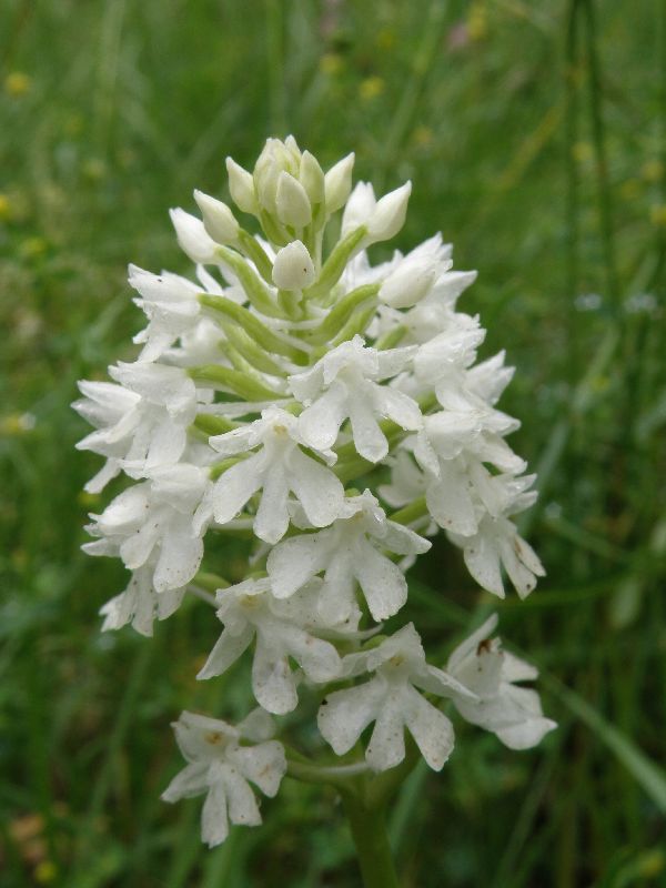A white Pyramidal Orchid