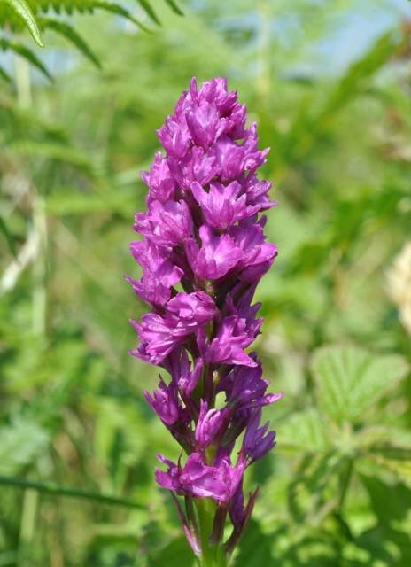 A Pyramidal Orchid with upsidedown flowers