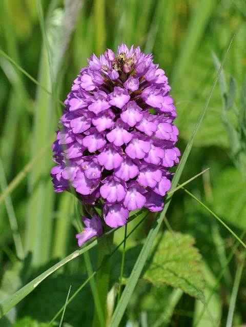 Another variation of Pyramidal Orchid