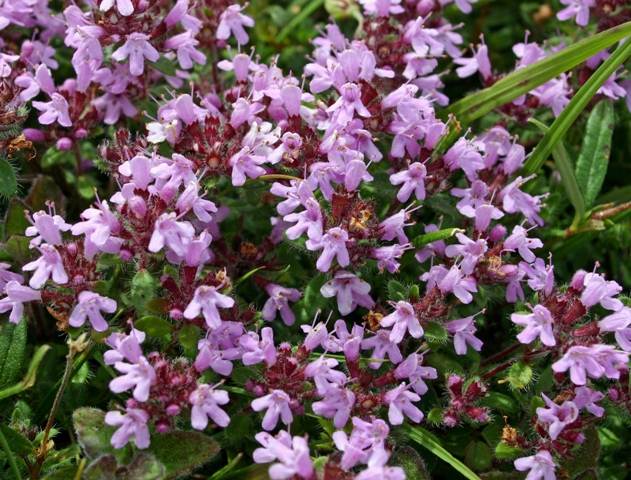 Thymus polytrichus