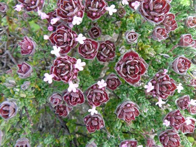 Thymus camphoratus