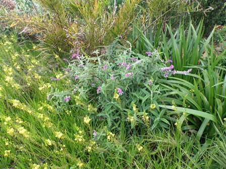 A beautiful drift of plants