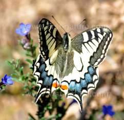 Swallowtail Butterfly