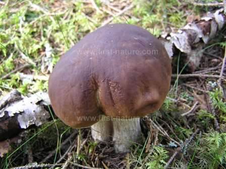 Cep