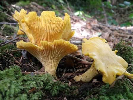 Summer Chanterelles