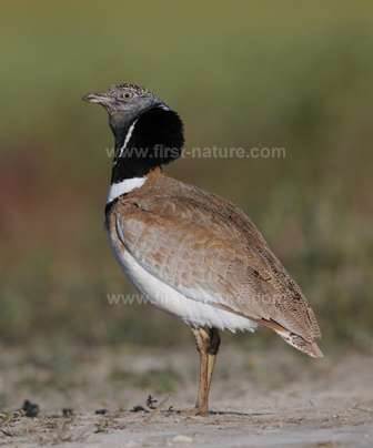 Little Bustard in the Algarve