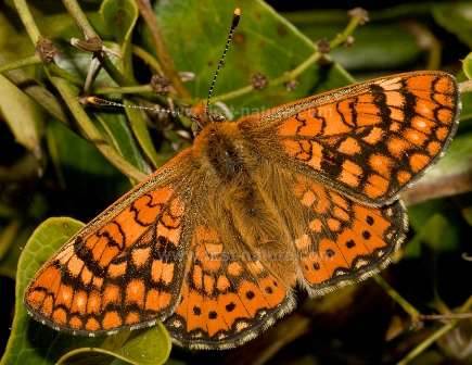 A Marsh Fritillary Butterly