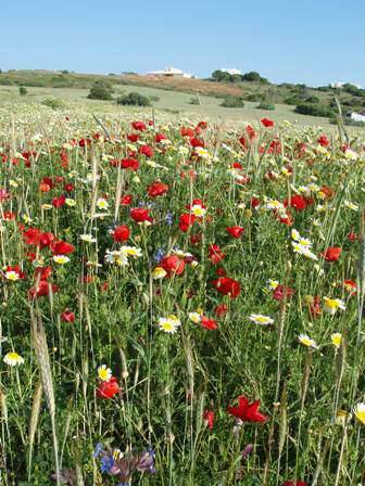 A meadow full of wildflowers in the Algarve