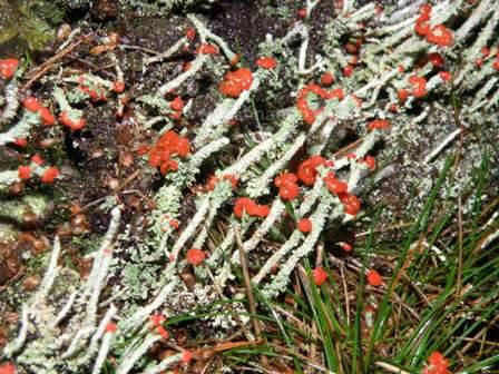 Lichen in the Algarve