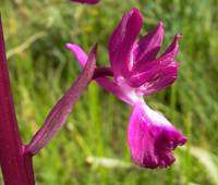 Anacamptis laxiflora