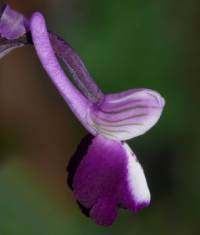 Anacamptis morio subsp. longicornu
