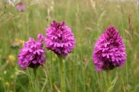 Anacamptis pyramidalis - Pyramidal Orchid