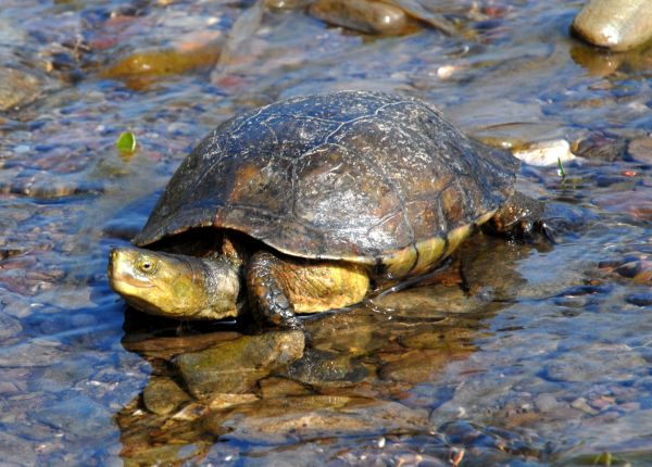 Spanish Terrapin