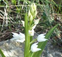 Cephalanthera longifolia - Sword-leaved Helleborine
