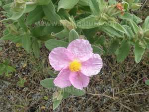 Cistus albidus