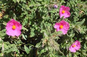 Cistus crispus