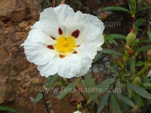 Cistus ladanifer - Gum Cistus
