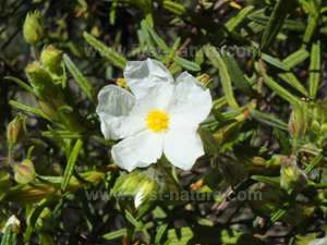 Cistus monspeliensis - Narrow-leaved Cistus