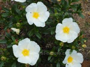 Cistus palhinhae