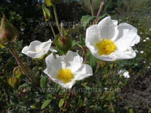 Cistus salvifolius - Sage-leaved Cistus