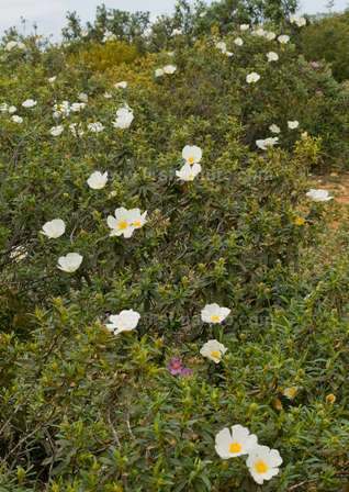 Cistus clothes a slope in the Algarve
