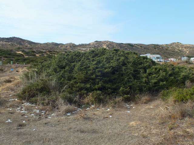 Human excrement in the sand dunes at Carrapateira