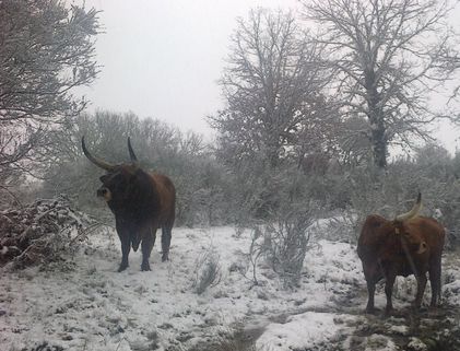 Rare breeds of cattle