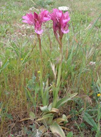 Pink Butterfly Orchid - Orchis papilionaceae