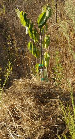 A thick layer of mulch surrounds a sapling at Haliotis