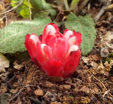 Cytinus ruber