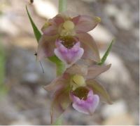 Epipactis lusitanica