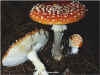 Amanita muscaria