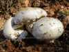 Amanita ovoidea