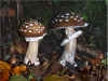 Amanita pantherina