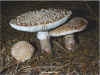 Amanita rubescens