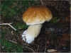 Boletus edulis