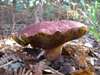 Boletus regius