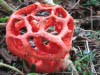Clathrus ruber