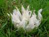 Clavaria fragilis