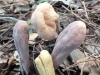 Clavariadelphus pistillaris