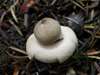 Geastrum fimbriatum