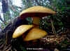 Gymnopilus junonius