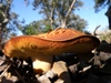 Gymnopilus sapineus