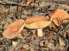 Lactarius chrysorrheus