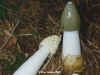 Phallus impudicus