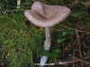 Pseudoclytocybe cyathiformis