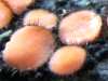 Scutellinia scutellata