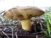 Suillus collinitus