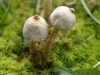 Tulostoma brumale